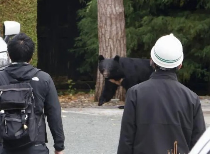 三陸うめちゃんコラムvol.16 ~クマ出没、岩手が全国最多~